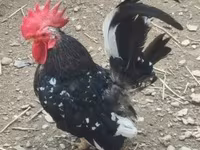Chickens — الصورة 1