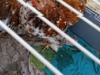 Pekin Bantam — 2. fotó