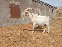 Ziegenbock, Saanen goat — Foto 1
