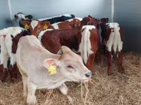 Bika, Simmental cattle — 3. fotó