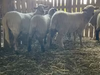 Juh, Merinoland sheep — 5. fotó