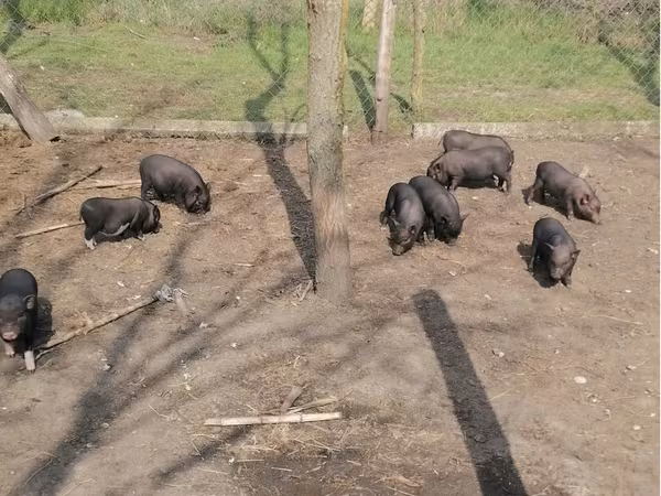 Prasnice, Вьетнамская вислобрюхая