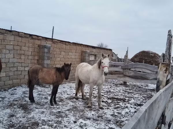 Бие, Жылқылар