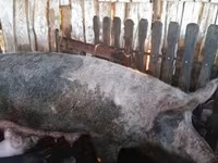 Schweine (Partie, Geschlecht nicht angegeben), Schweine — Foto 6