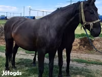 Kanca, Nonius horse — 2. fotó