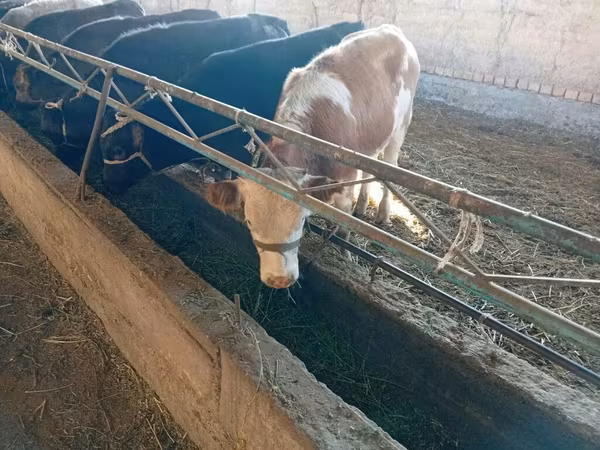 Kuh, Swiss cattle
