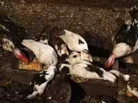 Ducks — photo 5