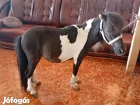 Hengst, Falabella — Foto 4