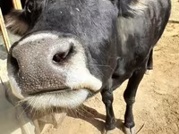 गाय, मवेशी — फ़ोटो 4