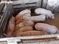 मादा सूअर, Крупная белая — फ़ोटो 8