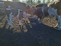 गाय, Simmental cattle — फ़ोटो 1