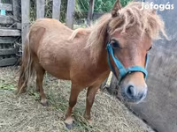 حصان, Shetland Pony — الصورة 3