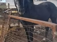 Caballo, Lipizzaner — foto 4