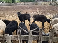 Schaf, Racka sheep — Foto 2