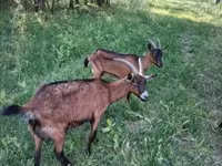 बकरा, Alpine goat — फ़ोटो 1