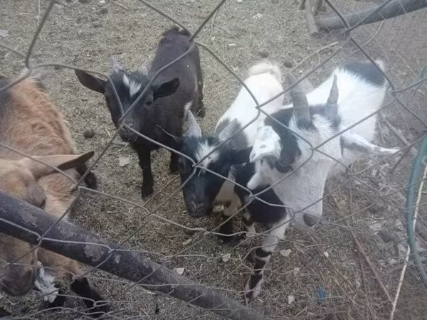 Cabras (lote, sexo não especificado), Cabras