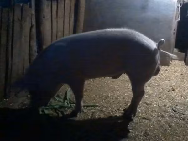 Eber, Schweine — Ungarn