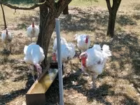Turkeys — 2. fotó