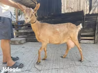 Goat, Goats — photo 1