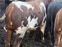ثور, Simmental cattle — الصورة 6