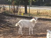 Ziegenbock, Saanen goat — Foto 2