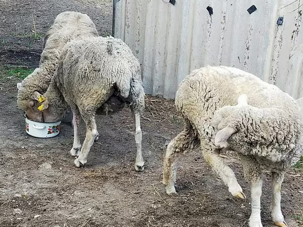 公羊, Sheep
