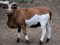 Juh, Cameroon sheep — 3. fotó