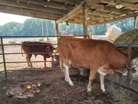 بقرة, Simmental cattle — الصورة 2