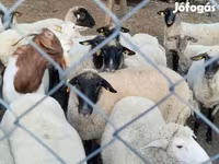 نعجة, Tsigai sheep — الصورة 2