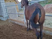 Klisna, Kazakh horse — foto 3