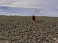 Kanca, Horse breed — 3. fotó