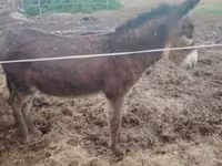 Caballo, Caballos — foto 2
