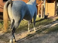 Hengst, Lipizzaner — Foto 3