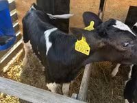 Toro, Raza Holstein — foto 1