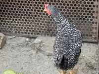 Chickens — 照片 2