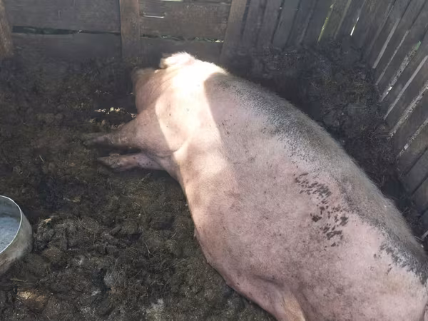 Sow, Pigs
