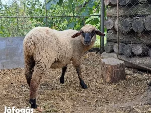 Schaf, White Suffolk sheep