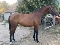 母马, Kisber felver — 照片 1