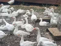 Chickens — फ़ोटो 1