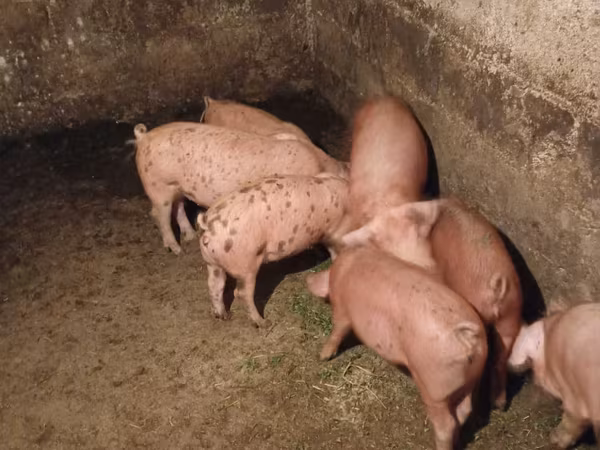 Kanec, Prasata