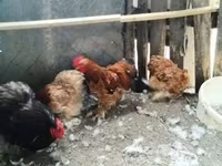Chickens — foto 3