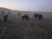 Toro, Latvian Blue cattle — foto 4