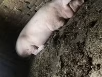 Sow, Pigs — photo 2