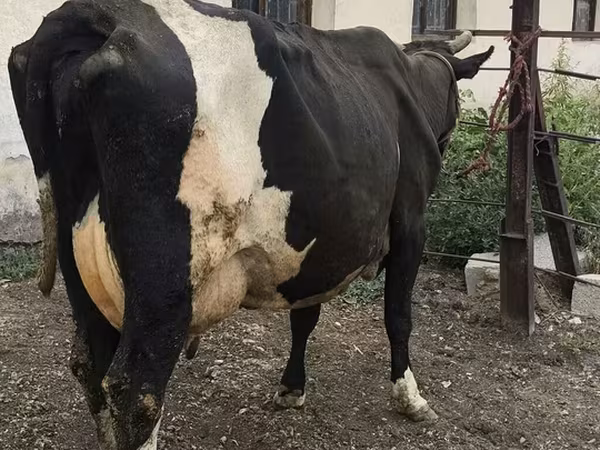Vaca, Russian Black pied cattle