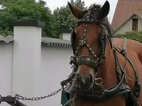 Kanca, Lovak — 1. fotó