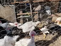 Turkeys — फ़ोटो 3