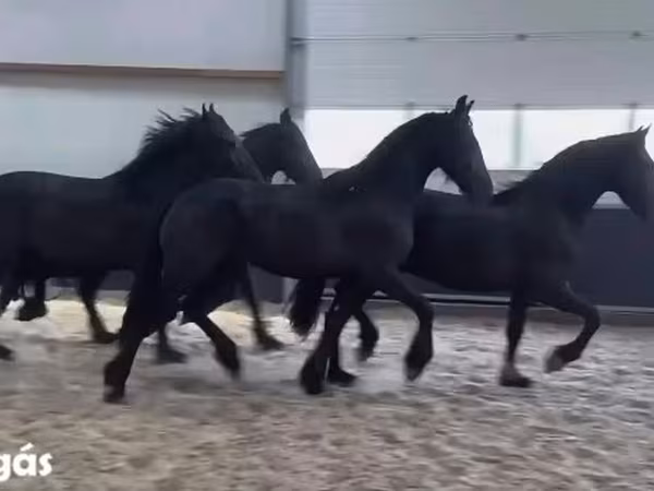 Hing, Friesian — Magyarország