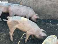 Boar, Pigs — photo 1