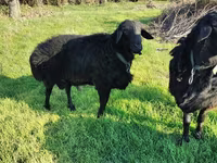 Carnero, Tian-Shan semifinewool sheep — foto 3