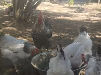 Gallina eslovena barrada — foto 4